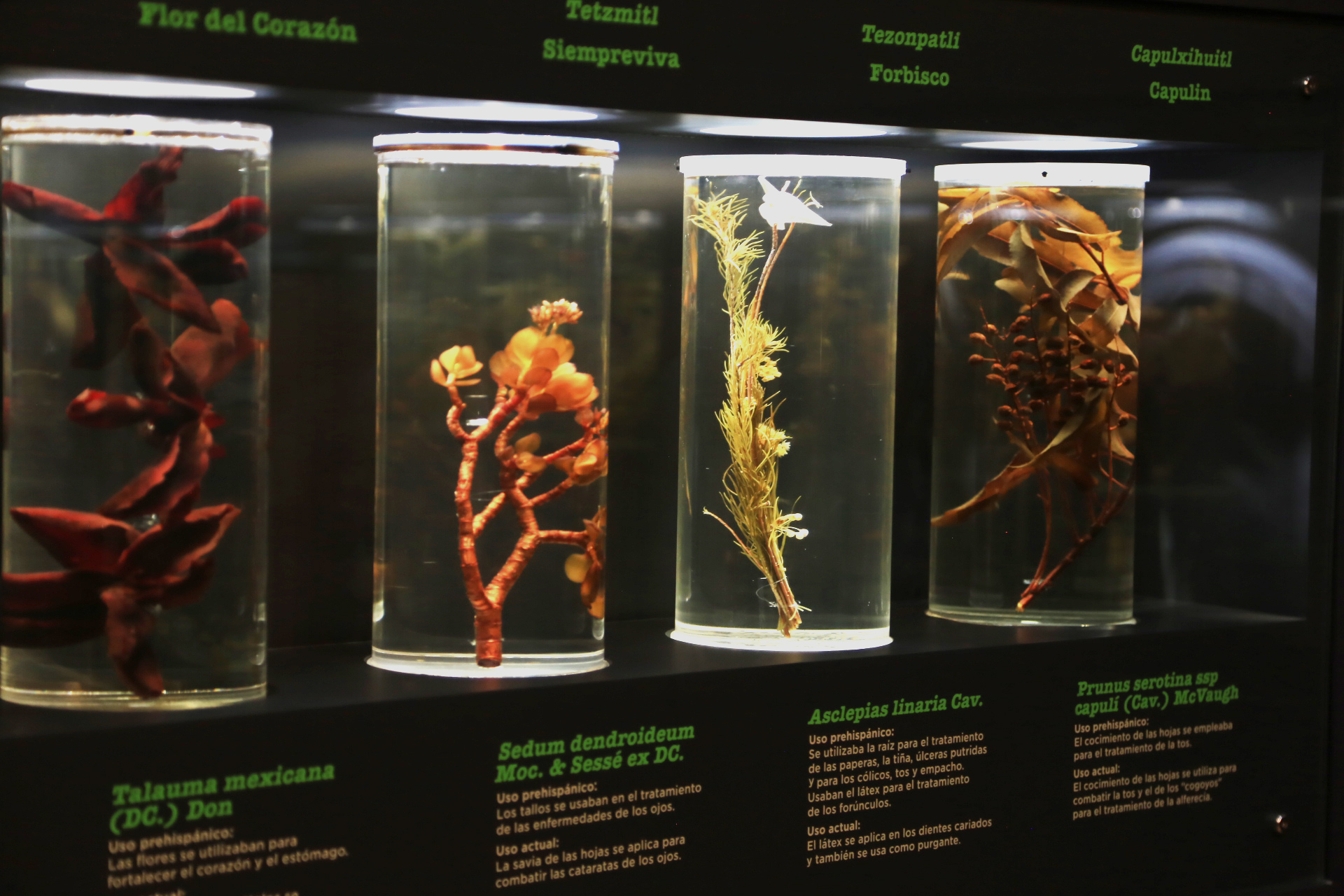 Museo de la medicina mexicana: un libro abierto y vivo