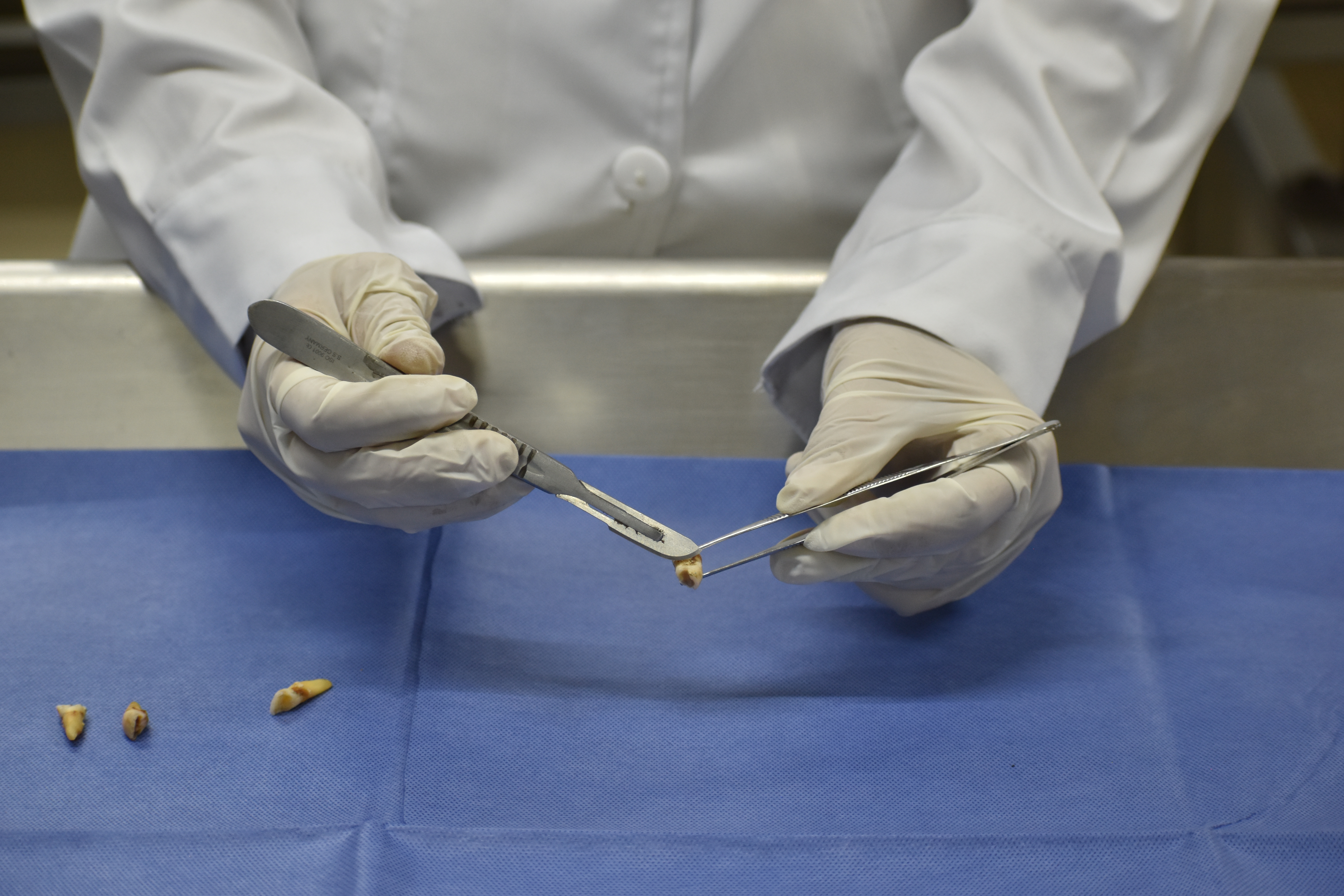Estudiantes analizan restos óseos para el diagnóstico forense