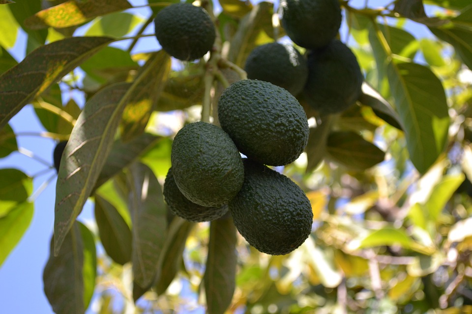 El campo mexicano, lleno de alimentos nutritivos